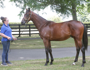 Catalyst to head sales boost for The Oaks Stud