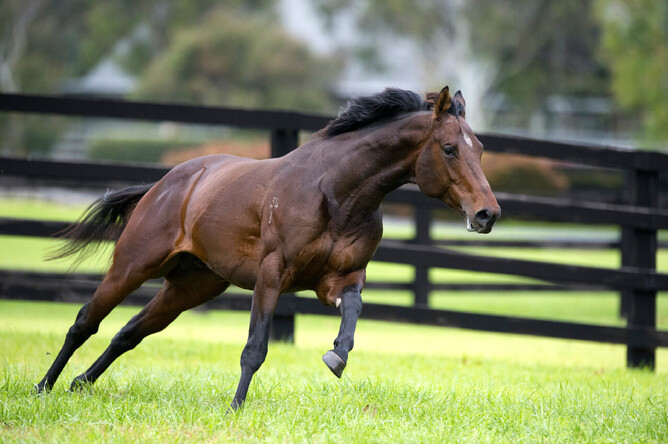 White Robe Lodge stallion Ghibellines. - Photo: Supplied
