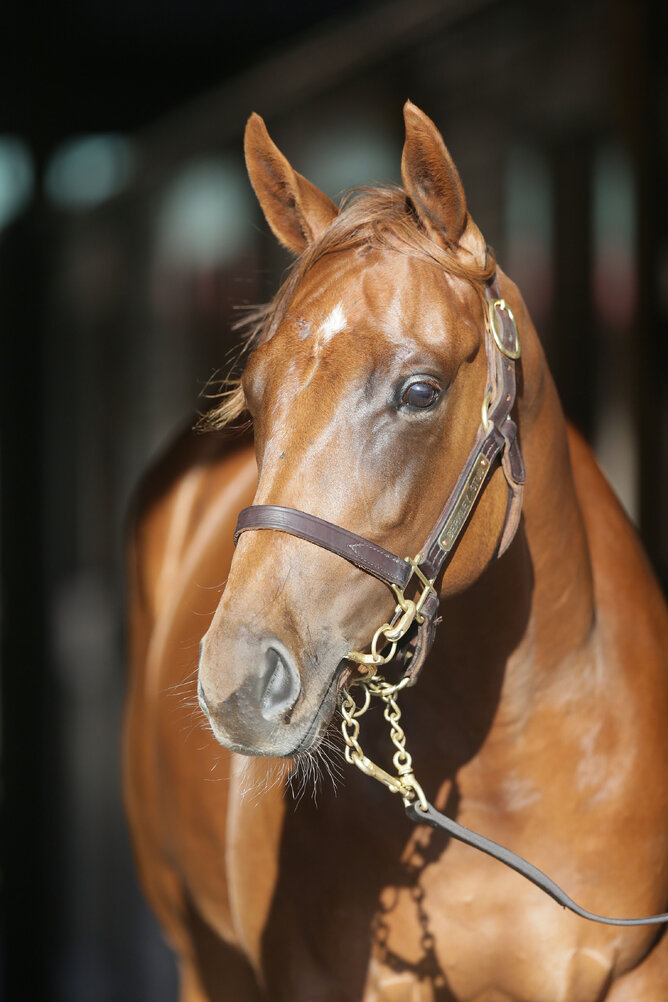 Lot 725, the Churchill filly, was purchased by Cambridge trainer Roger James for $200,000. Photo: Trish Dunell