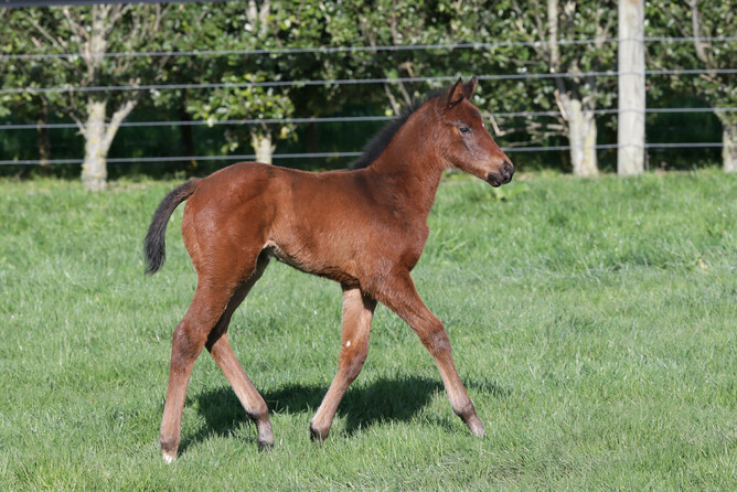 b c Belardo - Luce In The City (by Elusive City)