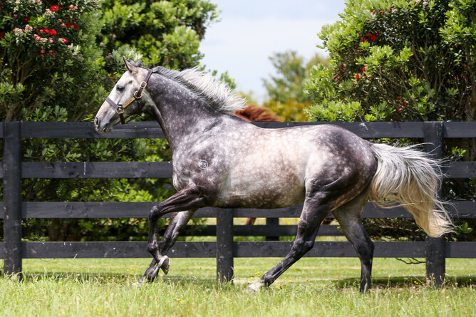 Westbury Stud stallion Reliable Man - Supplied
