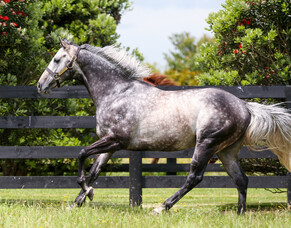 Second Oaks winner for Reliable Man