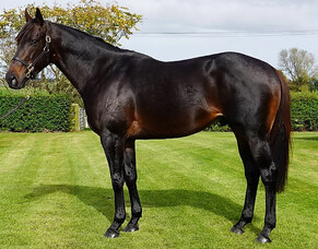 First Crop Sire Focus: Derryn