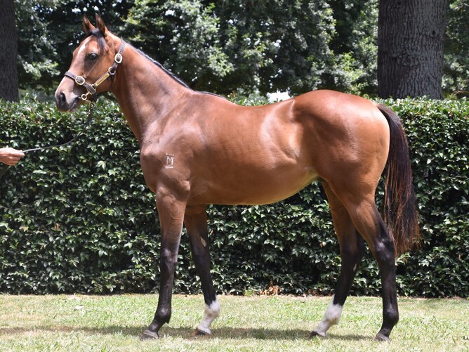 Lot 352 the Contributer ex Thunderchine colt from the Mapperley Stud 2020 National Yearling Sale consignment Photo credit: Supplied