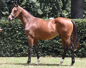 Mapperley Stud boxing well above its weight