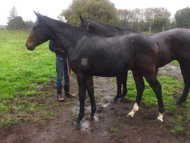 Penaka colt pictured as a weanling