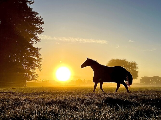 The stock of the late Sir Patrick Hogan will be offered on Gavelhouse Plus. - Photo: Sam Roberts