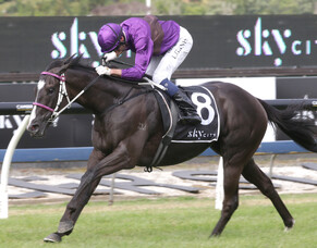 Platinum result for Auckland breeders