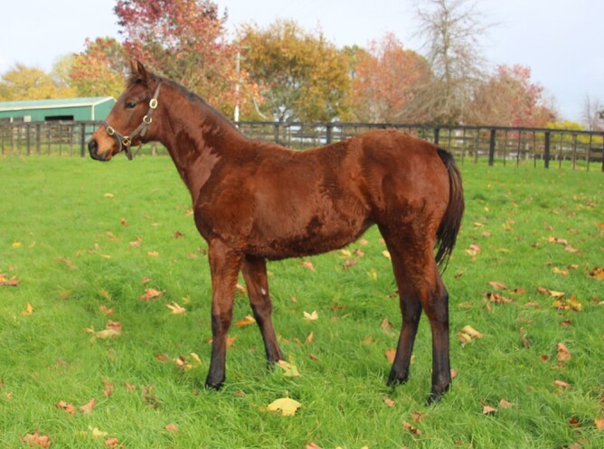 Satono Aladdin x Say No More, filly