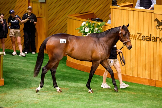 Lot 285, a colt by Armory fetched $625,000 to the bid of Cameron Cooke and Busuttin Racing - Photo: Angelique Bridson