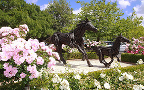 Plenty to Celebrate at Auckland NZTBA Breeders&#039; Awards