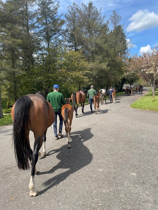 Bringing In Mares and Foals