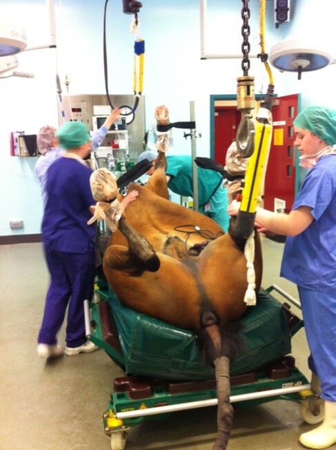 A horse being operated on at Rossdales
