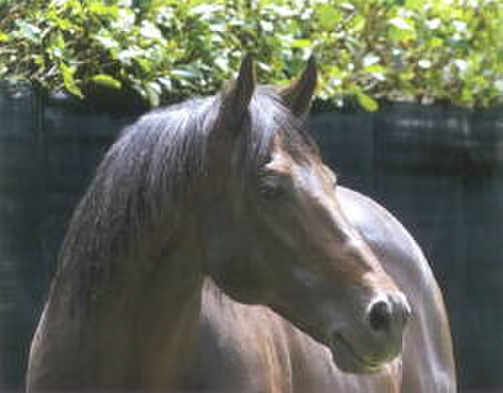 Zabeel, sire of 2004 Cox Plate winner Savabeel