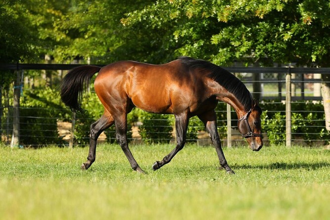 Per Incanto - Photo: Little Avondale Stud
