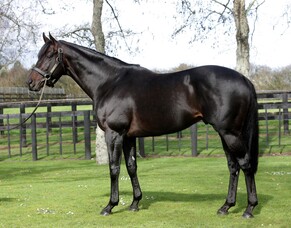 Rich Hill Stud release 2020 fees