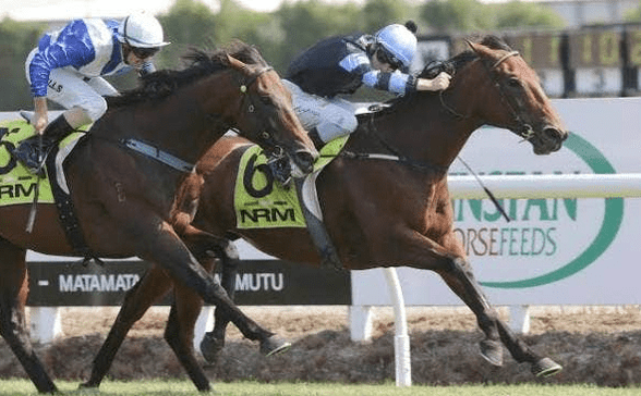 Group One-winning mare Soriano (Right) - Photo: Supplied