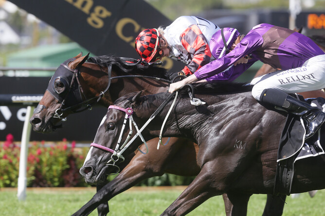 Savy Yong Blonk (inner) gets in the deciding stride to take out the Gr.3 SKYCITY City Of Auckland Cup (2400m) Photo credit: Trish Dunell