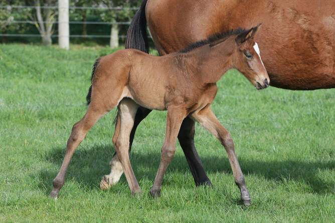 Belardo - Push The Boat Out (by Henrythenavigator)