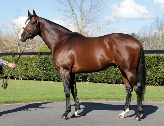 Haunui Farm stallion Belardo whose oldest crop are now yearlings - Supplied