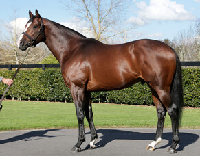 Auckland Stallion Parade