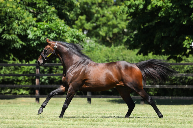 Little Avondale Stud's Time Test. Photo: Supplied