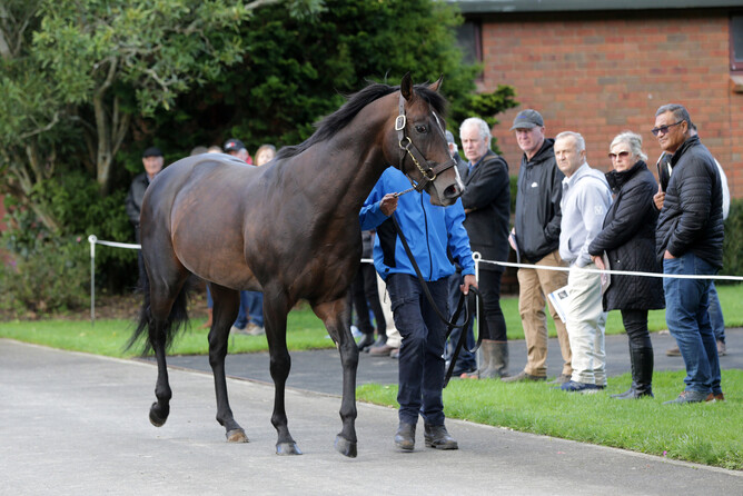 U S Navy Flag on parade at The Oaks Stud - Photo: Trish Dunell