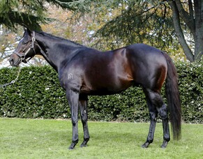 He’s Remarkable among 125 Lots online now