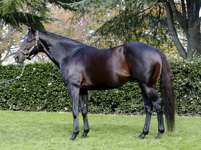 He's Remarkable is being offered in the latest gavelhouse.com catalogue. Photo: Supplied