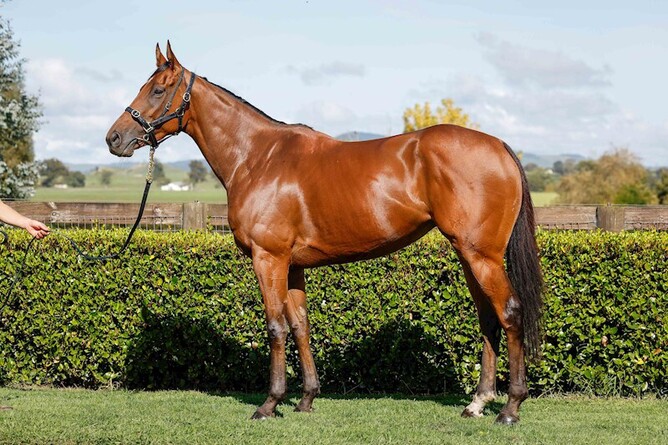 Stella Splendida - Photo: Supplied