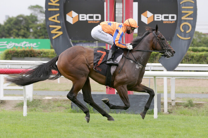 Juvenile Group Three winner Maven Belle. - Photo: Trish Dunell