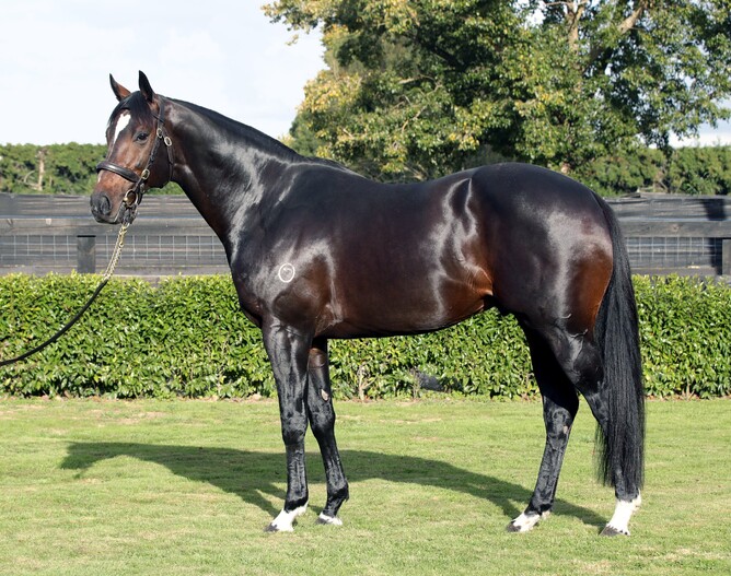 Sweynesse, New Zealand’s leading New Zealand First Season Sire on earnings. Photo: Supplied