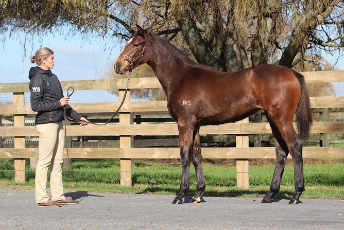 Lot 13, the Tivaci-Miss Lioness filly offered by Waikato Stud during this year’s New Zealand Bloodstock Weanling Sale Photo: Supplied