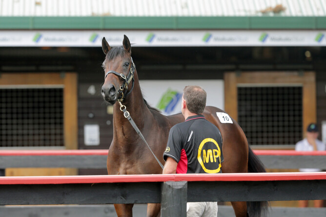 Te Akau principal David Ellis went to $575,000 to secure lot 10, the Savabeel colt out of Milan Park’s draft. Photo: Trish Dunell