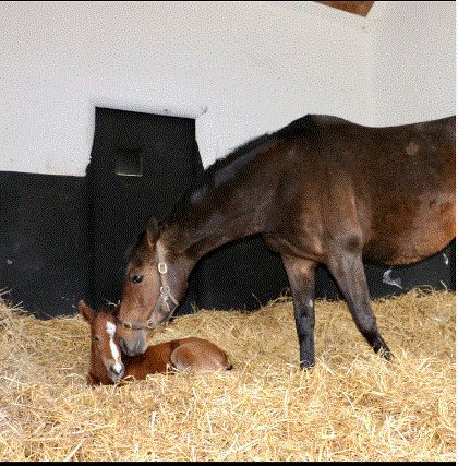 Quevega pictured with her Walk in the Park colt.