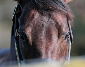 Auckland Stallion Tour