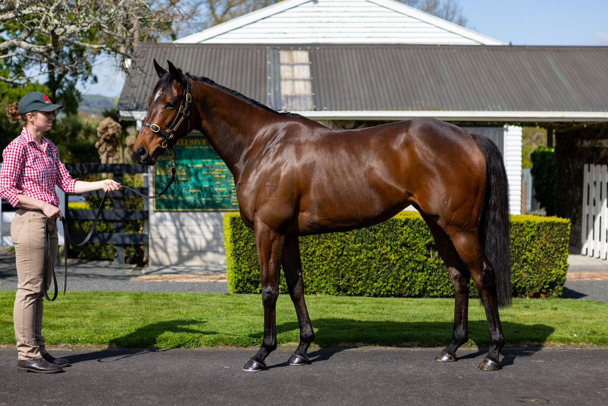 Casino Princess returns to New Zealand Thoroughbred