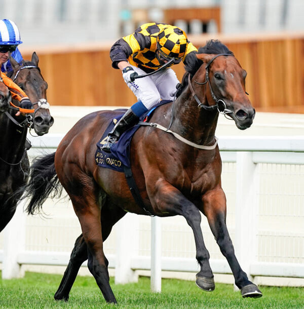 Hello Youmzain, a Group 1 winner at both Ascot and Haydock, will stand for a fee of NZ$30,000 in 2021.