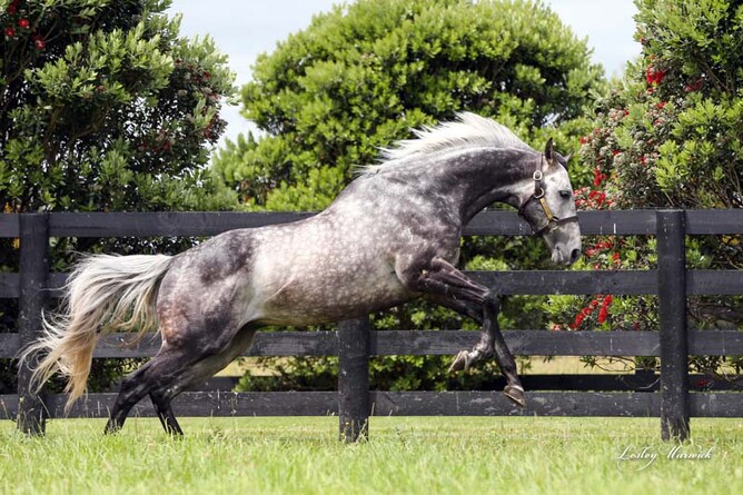 Westbury Stud sire Reliable Man  - Westbury Stud