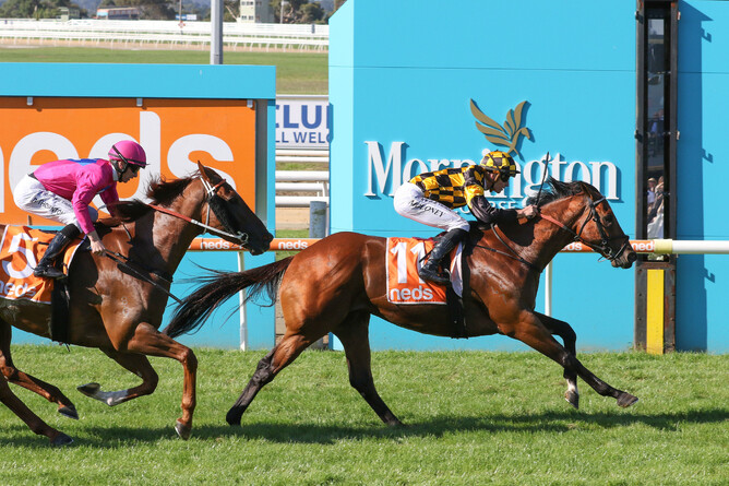 Not An Option stretches nicely to secure victory in the Listed Hareeba Stakes (1200m) at Mornington Photo Credit: Bruno Cannatelli