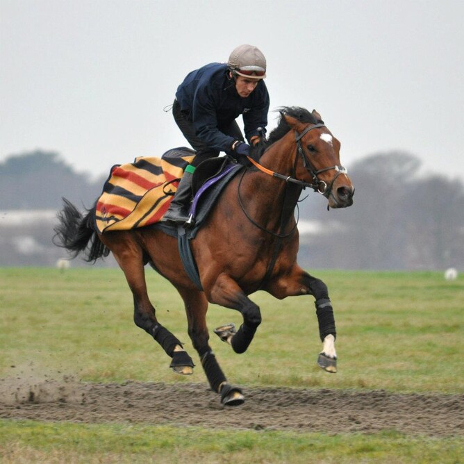 Frankel works on the Cambridge Road Gallop.