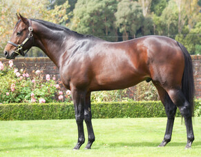 LA Stallion Open Day