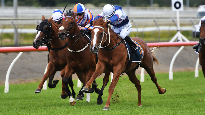 Velocious powers clear in the Listed Counties Challenge Stakes (1100m) at Pukekohe on Saturday. - Photo: Kenton Wright (Race Images)