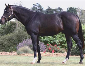 Remind's Group One Winner