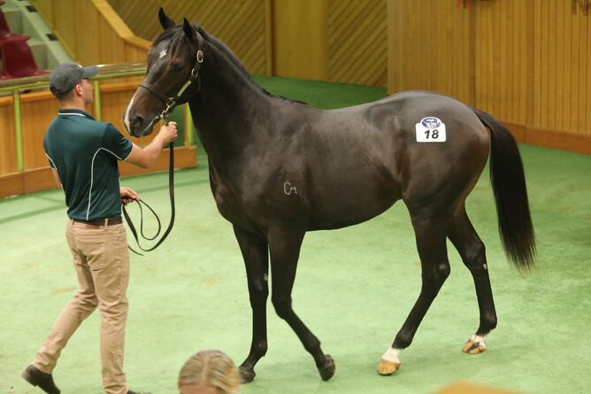 Lot 18, the Lonhro colt, was purchased out of Curraghmore’s draft by Tony Fung. Photo: Trish Dunell