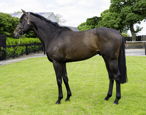 2021 First Season Sire Preview