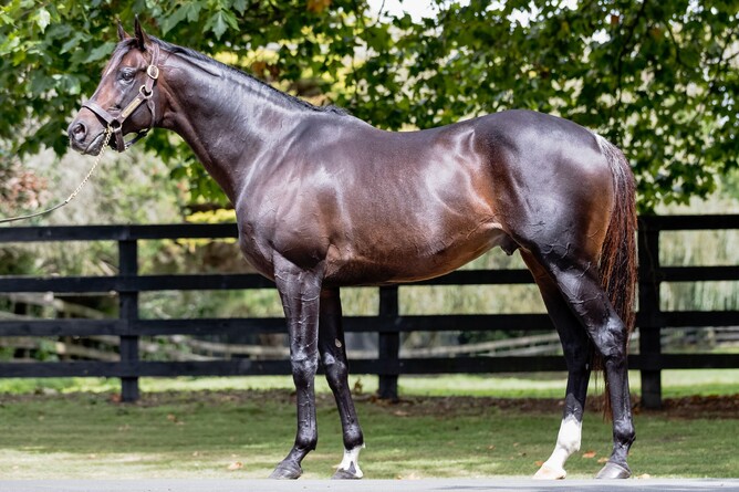 Highview Studs stallion Wrote (High Chaparral)- photo Lesley Warwick