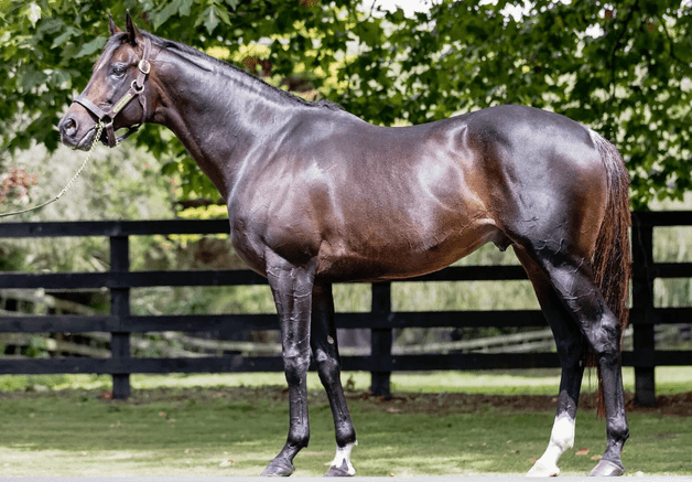 Wrote will stand for a fee of $12,000+GST this coming breeding season.  - Photo: Supplied