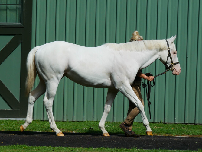Lot 652 Charm Spirit ex The Opera House filly - Josh Smith