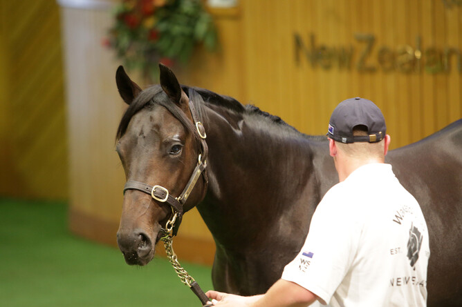 Lot 416, the Almanzor colt, was purchased by Bruce Perry for $420,000. Photo: Trish Dunell